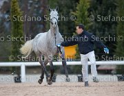 Cadoro Tosc Tour2013- S5 1630 : Arezzo, Cadoro, Cavalli d'Italia, Toscana Tour 2013, foto di Stefano Secchi ©